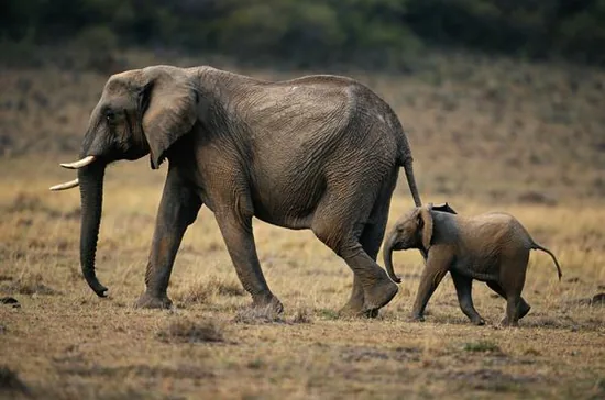 Two African elephants on the savanna