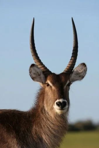 Waterbuck