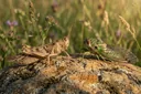 Locusts vs. Cicadas: A Side-by-Side Comparison to Tell Them Apart