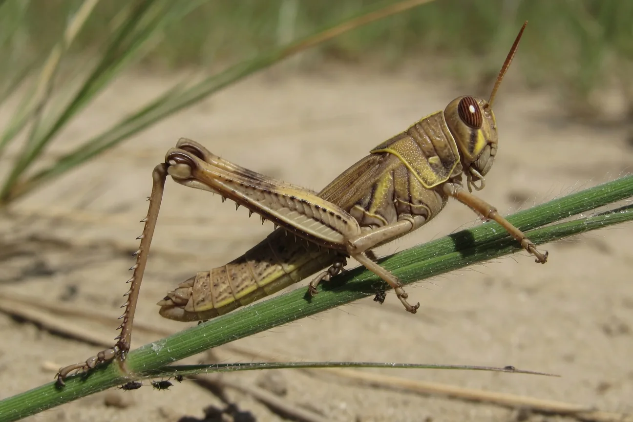 Close-up of a single desert locust on a green stem, showing its long jumping hind legs and short wings.