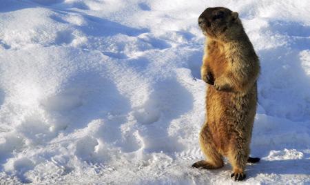 A groundhog in spring, emerging after hibernation into green grass