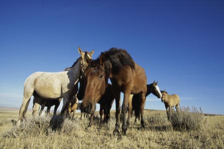 A group of Spanish Mustang horses