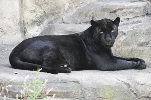 A melanistic jaguar, commonly called a black panther