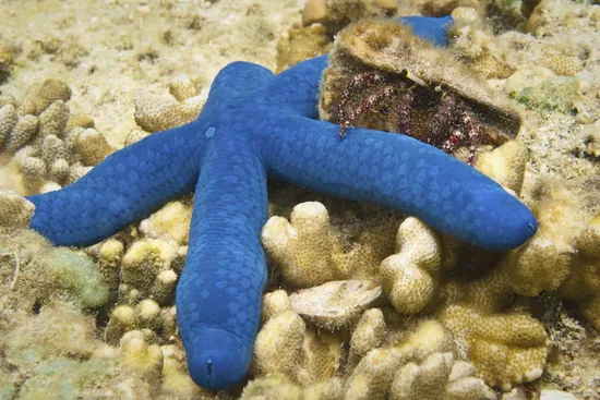 Blue Starfish, a blue-colored animal