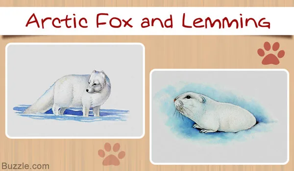 Arctic fox and lemming