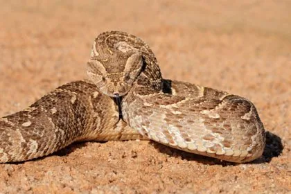 Puff Adder with thick patterned body