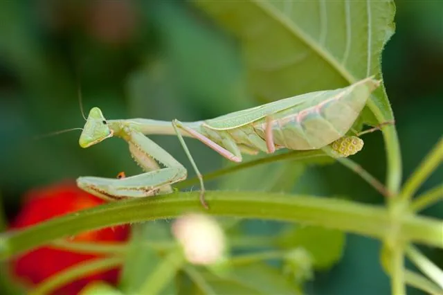 Praying mantis in the desert