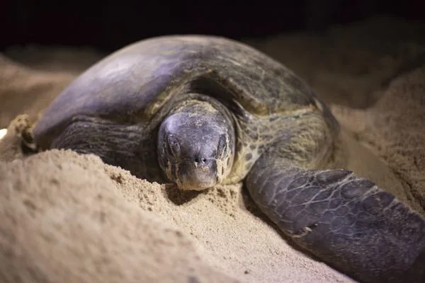 A sea turtle coming ashore at night to lay eggs on a beach