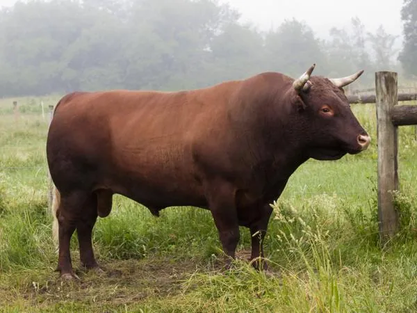 A large Red Devon bull in a field