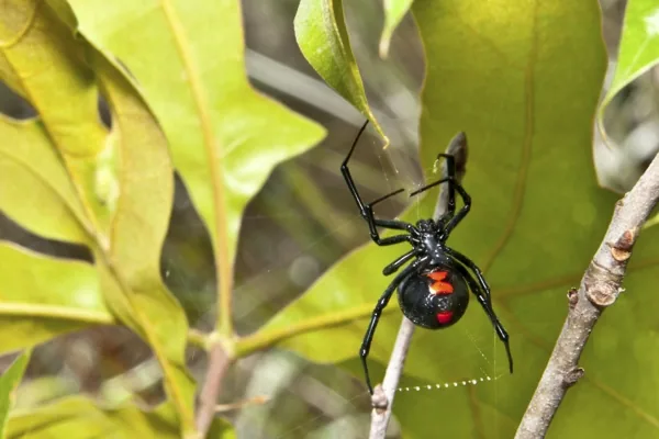 Black widow spider showing the red hourglass marking