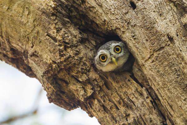 Owlet peeking out