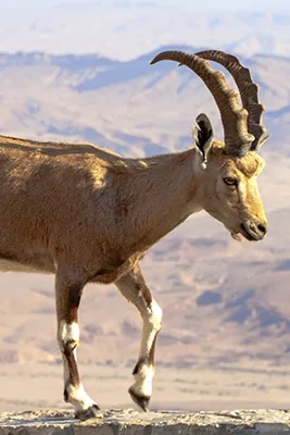 Ibex, a wild goat with long curved horns