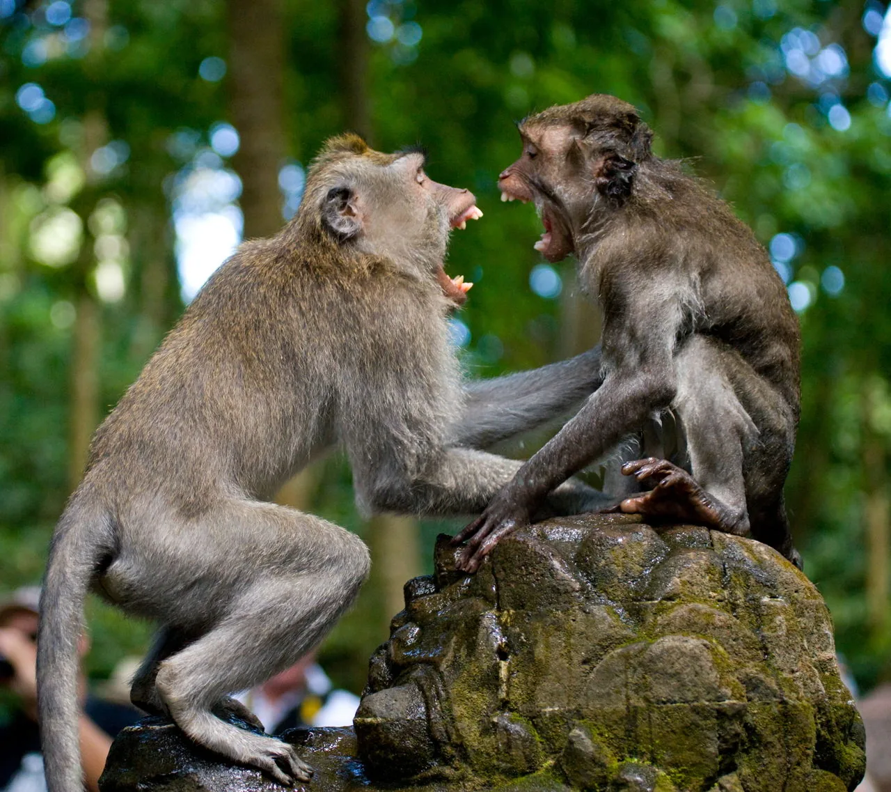 Two macaques playing together in the wild