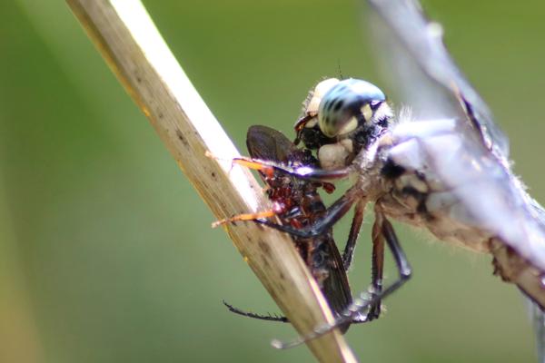 Giant dragonfly eating insects
