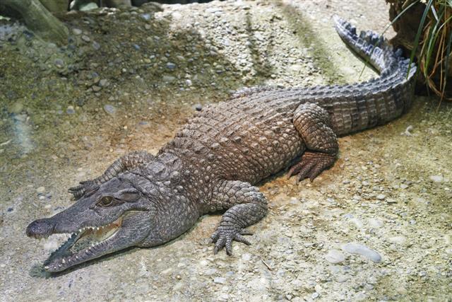 Philippine crocodile in its freshwater habitat