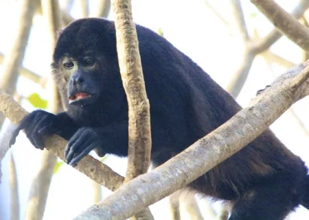 Howler monkey sitting on a tree branch