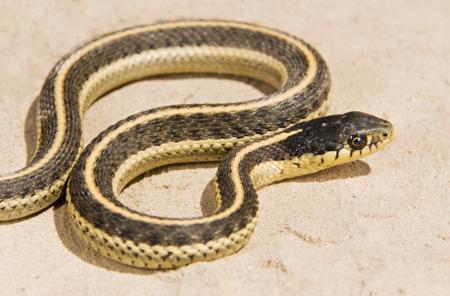 A coast garter snake on the ground, showing a mid-dorsal stripe and side yellow stripes.