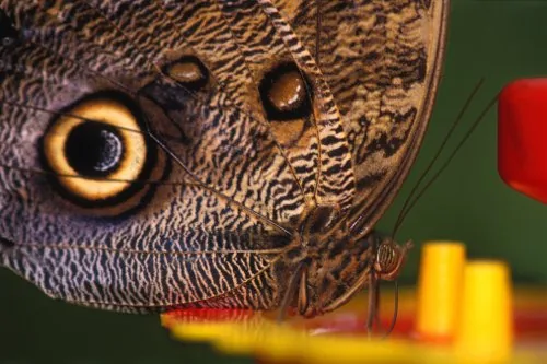 Owl butterfly showing large eyespots on its wings