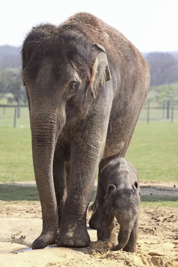 Asian elephant, motherly love