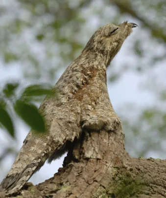 Potoo bird camouflaged as a tree branch