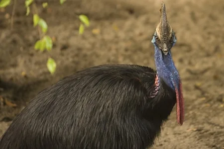 Southern Cassowary (Casuarius casuarius johnsonii)