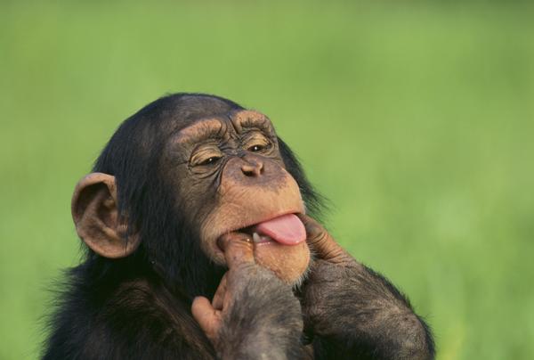 Whistling chimpanzee
