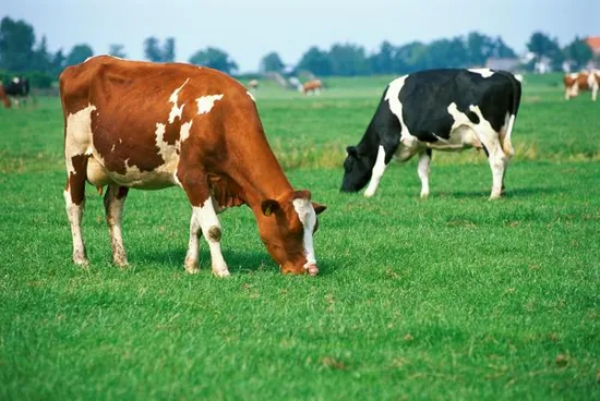 Two cows grazing on green pasture