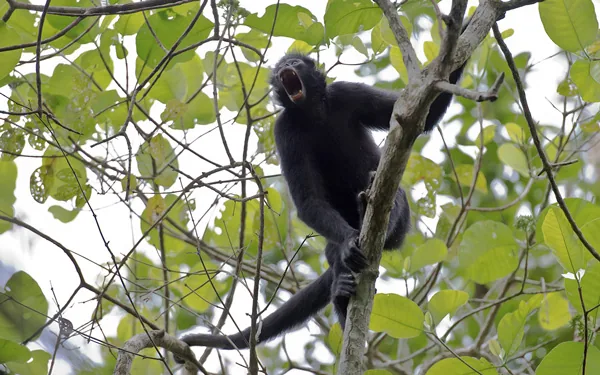 Black spider monkey calling from a rainforest tree