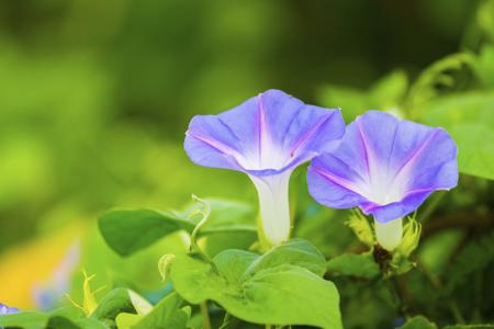 Morning Glory flower, a matutinal crepuscular plant