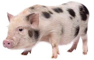A small pink and black spotted miniature pig, also known as a teacup pig
