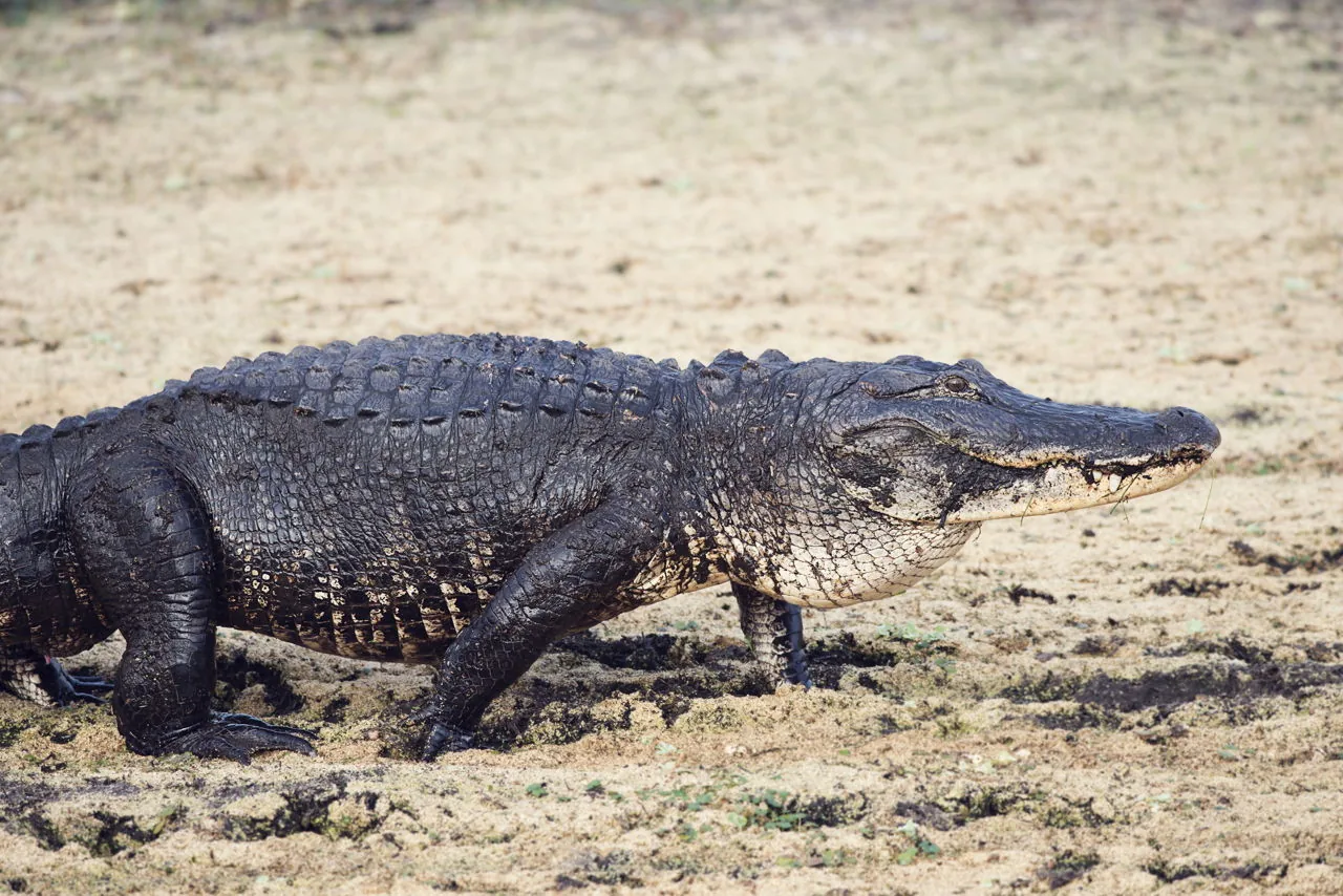 An American alligator walking on a sandy riverbank, showing its broad rounded U-shaped snout