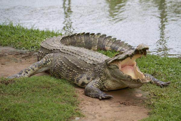 A crocodile with its mouth open on a riverbank