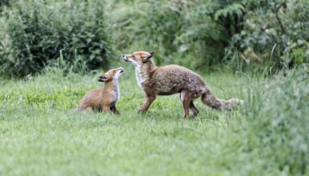 Two red foxes together in a grassy field during mating season