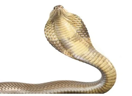 King Cobra rearing up with hood spread