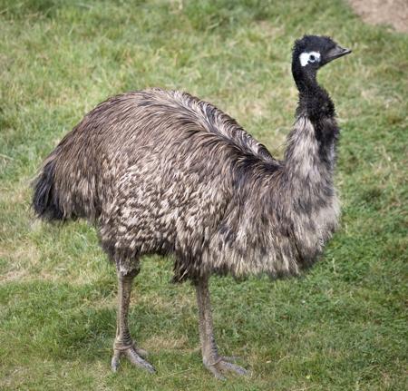 An emu showing its brown shaggy feathers and long neck