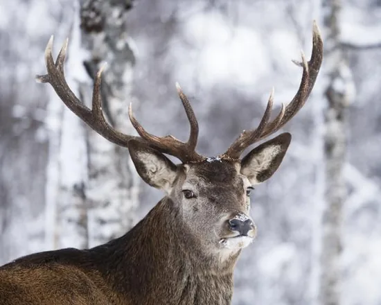 A reindeer standing in the snow