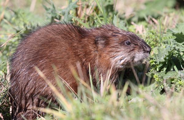 Muskrat sitting near a forest pond