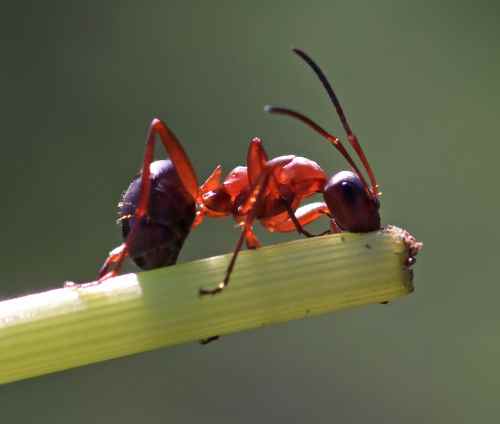 Red ant walking along a branch