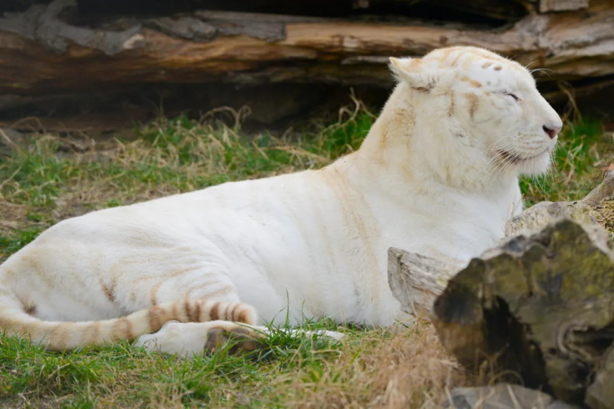 White Bengal Tiger showing pale coat and faint stripes