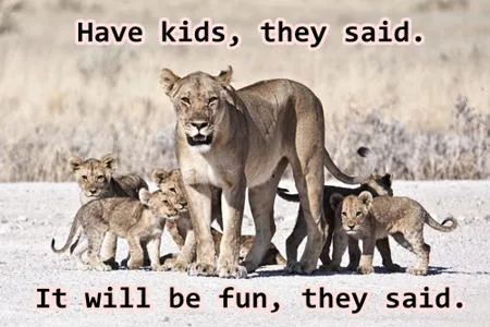 Frustrated lioness
