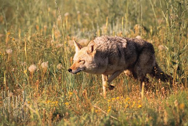 Coyote hunting in autumn forest undergrowth