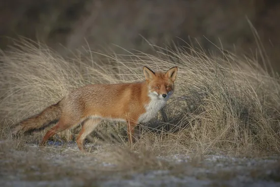 Red Fox