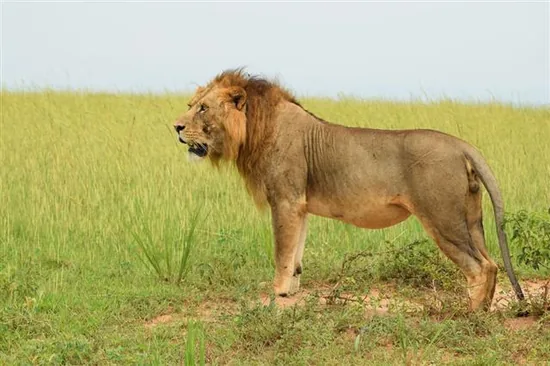 Northeast Congo or Uganda lion (Panthera leo azandica)