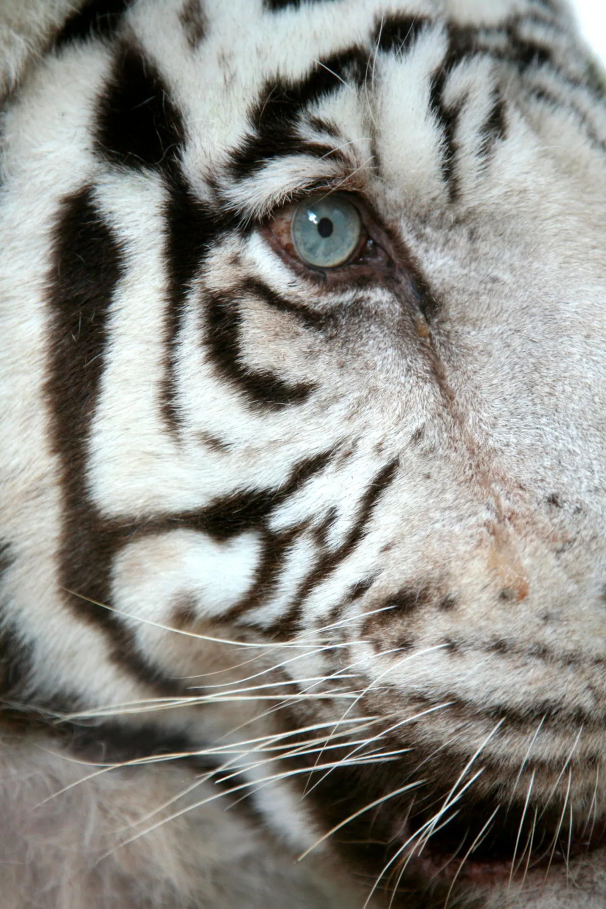 Close-up of a white tiger's striking blue eye
