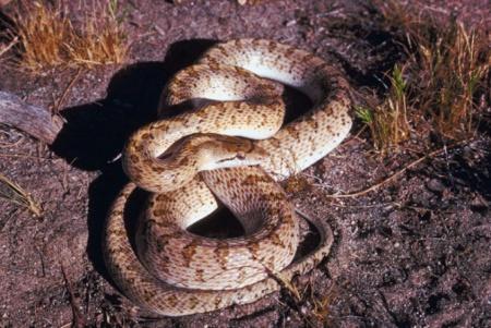 Glossy Snake, a nonvenomous snake