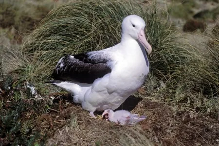Northern Royal Albatross (Diomedea sanfordi)