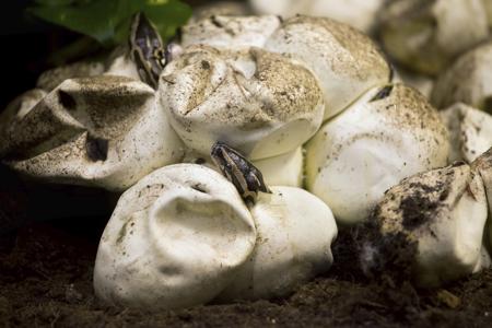 Python eggs in a nest, some hatching