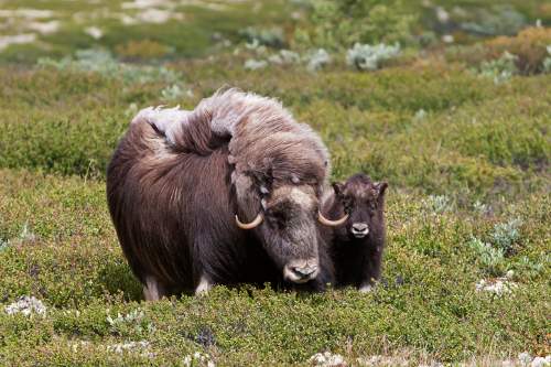 Musk ox with thick shaggy fur coat standing on snowy tundra