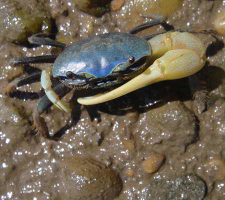 Blue Crab, a blue-colored animal