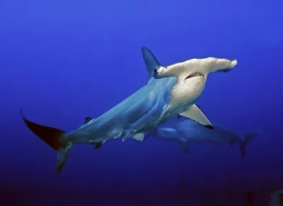 Hammerhead shark swimming in the ocean, distinctive T-shaped head visible